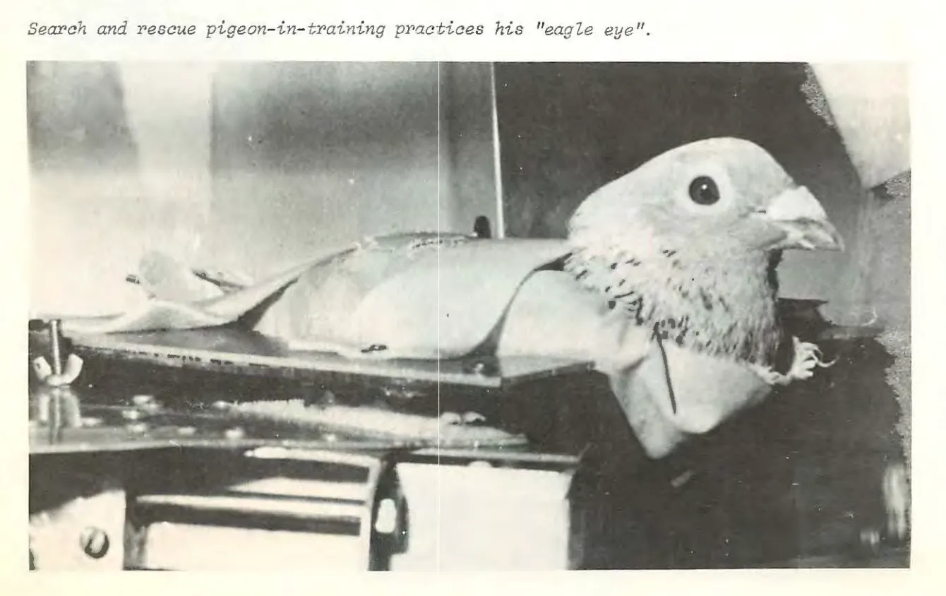 Eine Rettungs-Taube in Ausbildung übt ihr "eagle eye", archivierte Aufnahme aus dem Sea-Hunt-Programm.